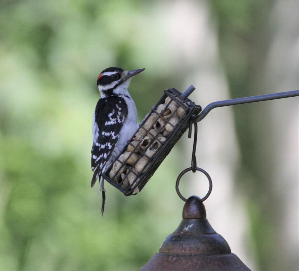 birds 5035164 12804848061154127026103